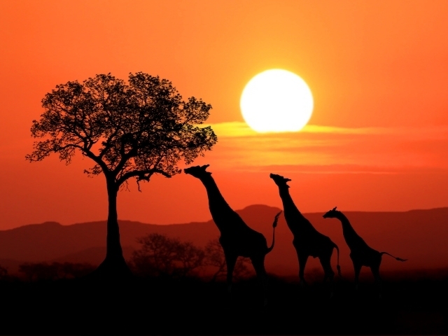 Görkemli Güney Afrika ve Safari Türk Hava Yolları ile 7 Gece (1. Ara Tatil Özel)